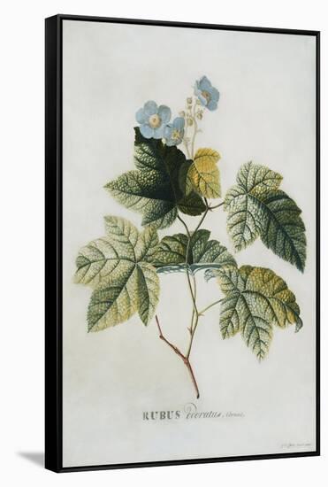 Rubus-Georg Dionysius Ehret-Framed Stretched Canvas