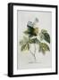 Rubus-Georg Dionysius Ehret-Framed Premium Giclee Print