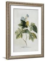 Rubus-Georg Dionysius Ehret-Framed Giclee Print