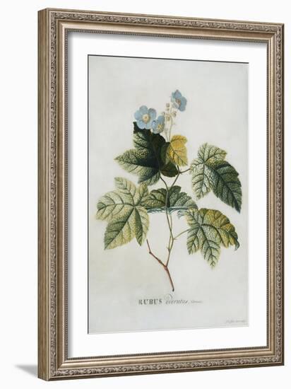 Rubus-Georg Dionysius Ehret-Framed Giclee Print