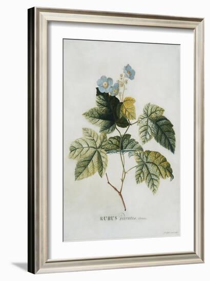 Rubus-Georg Dionysius Ehret-Framed Giclee Print