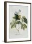 Rubus-Georg Dionysius Ehret-Framed Giclee Print