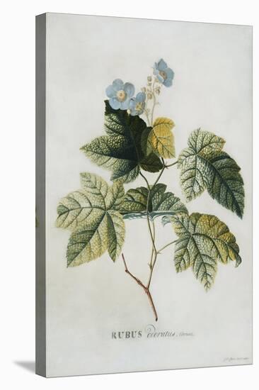 Rubus-Georg Dionysius Ehret-Stretched Canvas