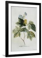 Rubus-Georg Dionysius Ehret-Framed Giclee Print