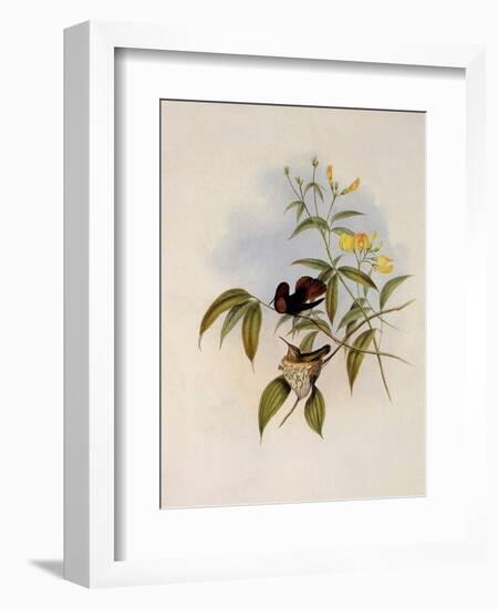 Ruby and Topaz, Chrysolampis Moschitus-John Gould-Framed Giclee Print