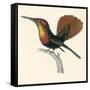 Ruby and Topaz Humming-Bird, Chrysolampis Mosquitis-William Home Lizars-Framed Stretched Canvas