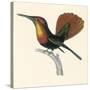 Ruby and Topaz Humming-Bird, Chrysolampis Mosquitis-William Home Lizars-Stretched Canvas