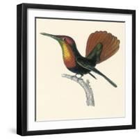 Ruby and Topaz Humming-Bird, Chrysolampis Mosquitis-William Home Lizars-Framed Giclee Print