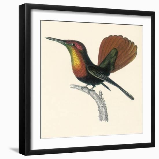 Ruby and Topaz Humming-Bird, Chrysolampis Mosquitis-William Home Lizars-Framed Giclee Print