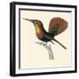 Ruby and Topaz Humming-Bird, Chrysolampis Mosquitis-William Home Lizars-Framed Giclee Print