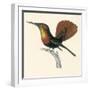 Ruby and Topaz Humming-Bird, Chrysolampis Mosquitis-William Home Lizars-Framed Giclee Print