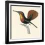 Ruby and Topaz Humming-Bird, Chrysolampis Mosquitis-William Home Lizars-Framed Giclee Print