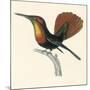 Ruby and Topaz Humming-Bird, Chrysolampis Mosquitis-William Home Lizars-Mounted Giclee Print