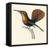Ruby and Topaz Humming-Bird, Chrysolampis Mosquitis-William Home Lizars-Framed Stretched Canvas