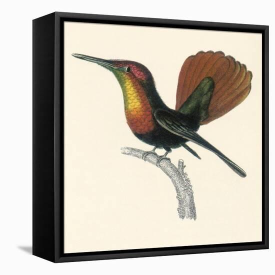 Ruby and Topaz Humming-Bird, Chrysolampis Mosquitis-William Home Lizars-Framed Stretched Canvas