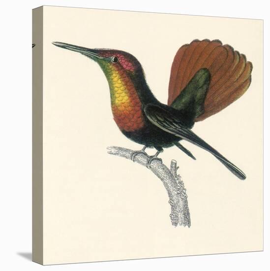 Ruby and Topaz Humming-Bird, Chrysolampis Mosquitis-William Home Lizars-Stretched Canvas