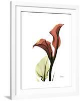 Ruby Calla Lily-Albert Koetsier-Framed Premium Giclee Print