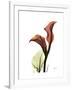 Ruby Calla Lily-Albert Koetsier-Framed Premium Giclee Print