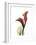 Ruby Calla Lily-Albert Koetsier-Framed Premium Giclee Print