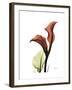 Ruby Calla Lily-Albert Koetsier-Framed Premium Giclee Print