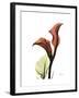 Ruby Calla Lily-Albert Koetsier-Framed Premium Giclee Print