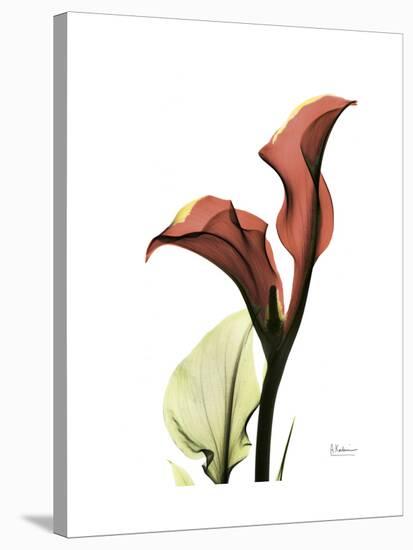 Ruby Calla Lily-Albert Koetsier-Stretched Canvas