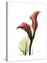 Ruby Calla Lily-Albert Koetsier-Stretched Canvas