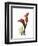 Ruby Calla Lily-Albert Koetsier-Framed Premium Giclee Print