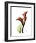 Ruby Calla Lily-Albert Koetsier-Framed Premium Giclee Print