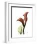 Ruby Calla Lily-Albert Koetsier-Framed Premium Giclee Print