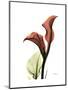 Ruby Calla Lily-Albert Koetsier-Mounted Premium Giclee Print