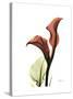 Ruby Calla Lily-Albert Koetsier-Stretched Canvas