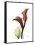 Ruby Calla Lily-Albert Koetsier-Framed Stretched Canvas