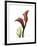 Ruby Calla Lily-Albert Koetsier-Framed Premium Giclee Print