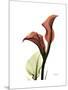 Ruby Calla Lily-Albert Koetsier-Mounted Premium Giclee Print