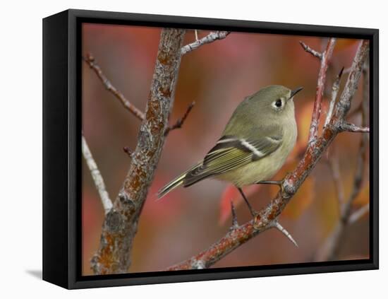 Ruby Crowned Kinglet, Adult in Black Hawthorn, Grand Teton National Park, Wyoming, USA-Rolf Nussbaumer-Framed Stretched Canvas