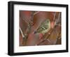 Ruby Crowned Kinglet, Adult in Black Hawthorn, Grand Teton National Park, Wyoming, USA-Rolf Nussbaumer-Framed Premium Photographic Print