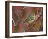 Ruby Crowned Kinglet, Adult in Black Hawthorn, Grand Teton National Park, Wyoming, USA-Rolf Nussbaumer-Framed Premium Photographic Print