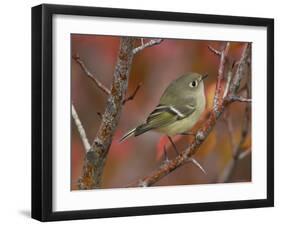 Ruby Crowned Kinglet, Adult in Black Hawthorn, Grand Teton National Park, Wyoming, USA-Rolf Nussbaumer-Framed Premium Photographic Print