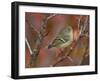 Ruby Crowned Kinglet, Adult in Black Hawthorn, Grand Teton National Park, Wyoming, USA-Rolf Nussbaumer-Framed Premium Photographic Print