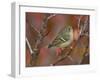 Ruby Crowned Kinglet, Adult in Black Hawthorn, Grand Teton National Park, Wyoming, USA-Rolf Nussbaumer-Framed Photographic Print