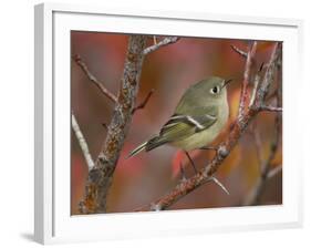 Ruby Crowned Kinglet, Adult in Black Hawthorn, Grand Teton National Park, Wyoming, USA-Rolf Nussbaumer-Framed Photographic Print