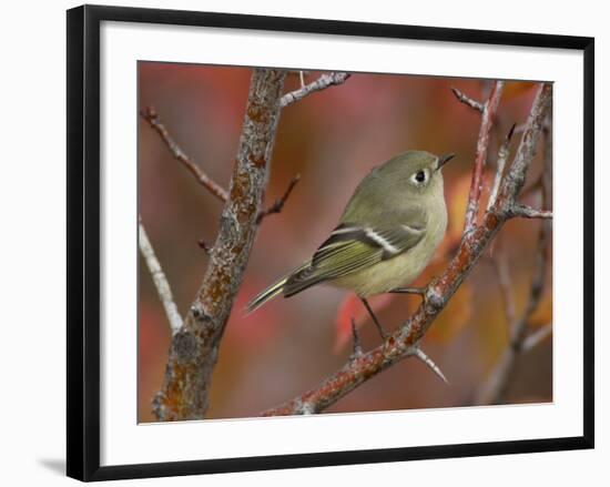 Ruby Crowned Kinglet, Adult in Black Hawthorn, Grand Teton National Park, Wyoming, USA-Rolf Nussbaumer-Framed Photographic Print