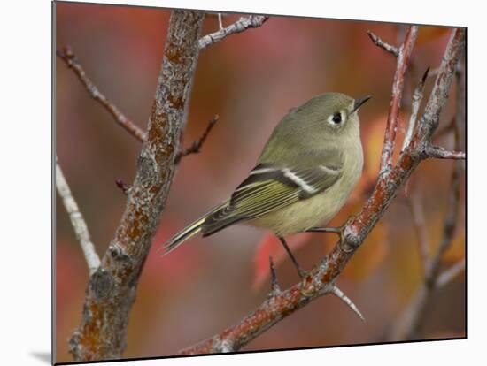 Ruby Crowned Kinglet, Adult in Black Hawthorn, Grand Teton National Park, Wyoming, USA-Rolf Nussbaumer-Mounted Photographic Print