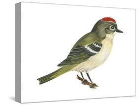 Ruby-Crowned Kinglet (Regulus Calendula), Bird-Encyclopaedia Britannica-Stretched Canvas