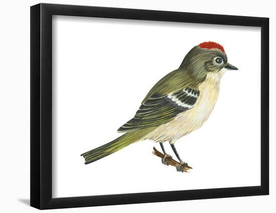 Ruby-Crowned Kinglet (Regulus Calendula), Bird-Encyclopaedia Britannica-Framed Poster