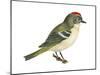 Ruby-Crowned Kinglet (Regulus Calendula), Bird-Encyclopaedia Britannica-Mounted Poster