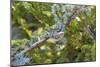 Ruby-crowned Kinglet (Regulus calendula) immature in Blue Atlas Cedar, Marion County, Illinois-Richard & Susan Day-Mounted Photographic Print