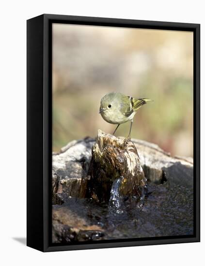 Ruby-Crowned Kinglet-Gary Carter-Framed Stretched Canvas