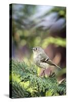 Ruby-Crowned Kinglet-Gary Carter-Stretched Canvas